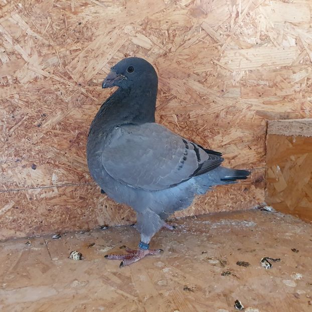 22 - 10324 - Pui 2022