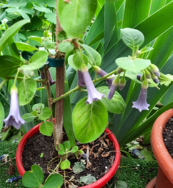  - 2022 culori si parfum