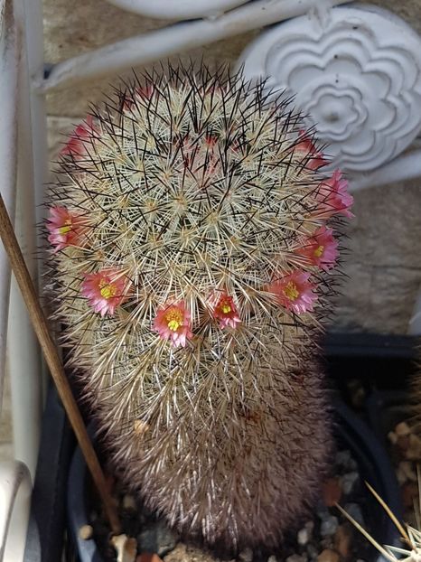 2022 Mammillaria microhelia - Mammillaria