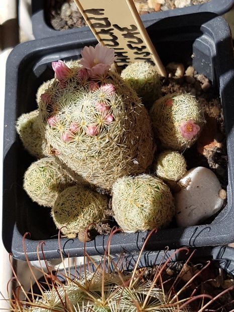 Mammilaria giselae - Mammillaria