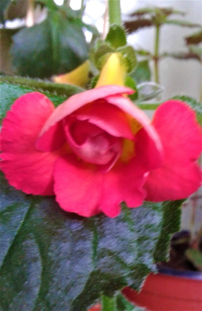  - Rizomii de achimenes plantati astazi pentru anul 2022