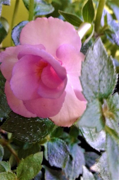  - Rizomii de achimenes plantati astazi pentru anul 2022