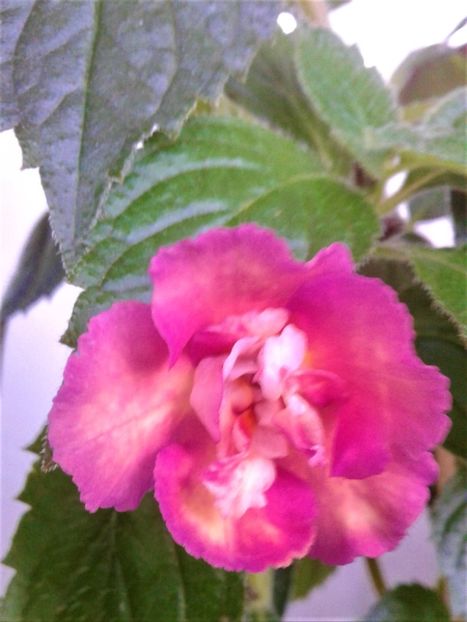  - Rizomii de achimenes plantati astazi pentru anul 2022