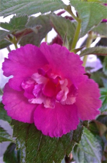  - Rizomii de achimenes plantati astazi pentru anul 2022