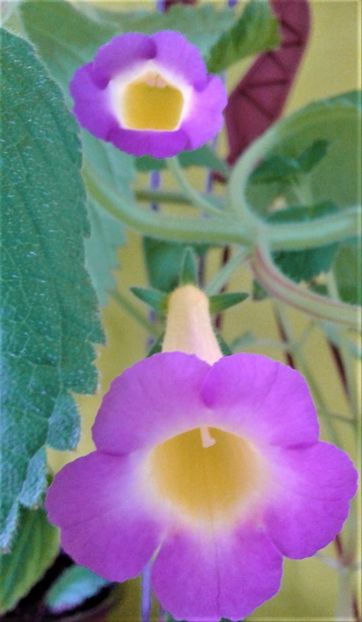  - Rizomii de achimenes plantati astazi pentru anul 2022