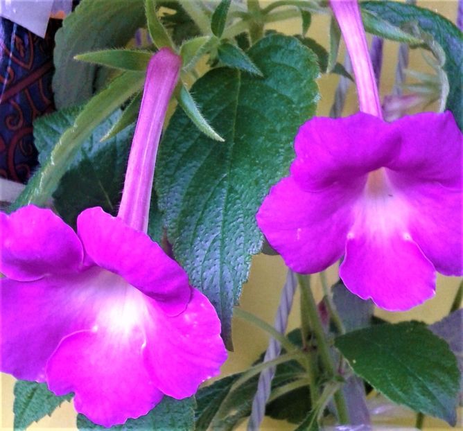  - Rizomii de achimenes plantati astazi pentru anul 2022