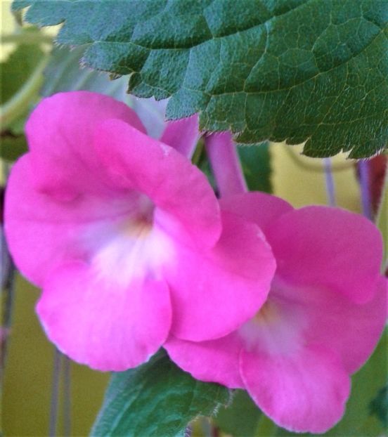  - Rizomii de achimenes plantati astazi pentru anul 2022