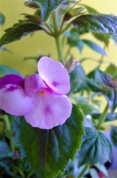  - Rizomii de achimenes plantati astazi pentru anul 2022