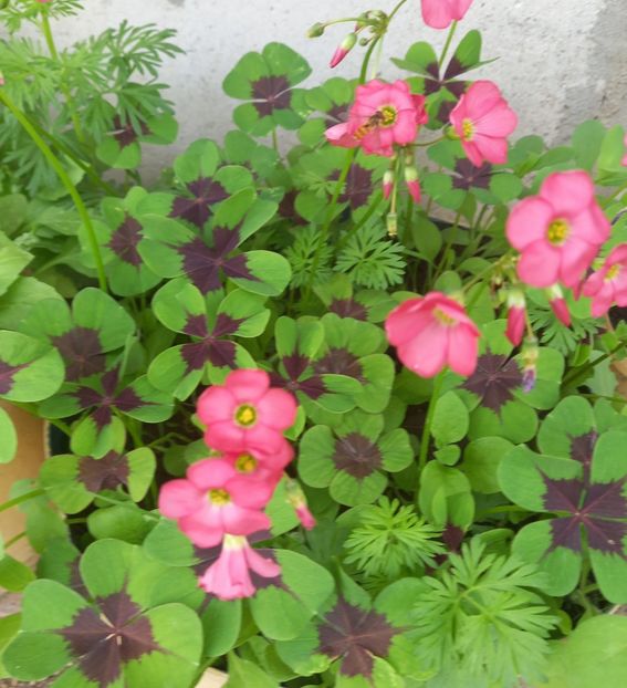  - Sub tutela soarelui