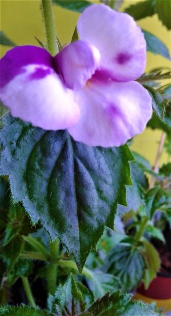  - Rizomii de achimenes plantati astazi pentru anul 2022