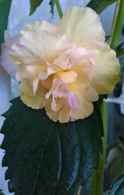  - Rizomii de achimenes plantati astazi pentru anul 2022