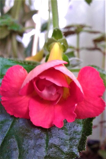  - Rizomii de achimenes plantati astazi pentru anul 2022