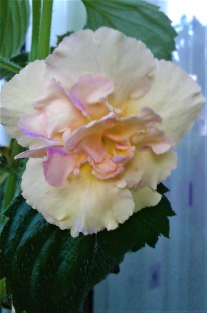  - Rizomii de achimenes plantati astazi pentru anul 2022