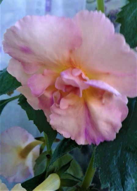  - Rizomii de achimenes plantati astazi pentru anul 2022