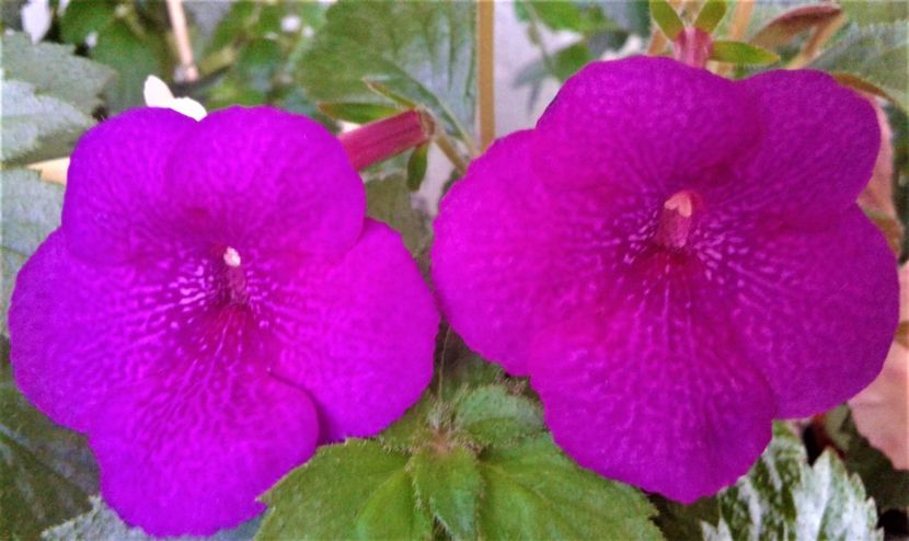  - Rizomii de achimenes plantati astazi pentru anul 2022