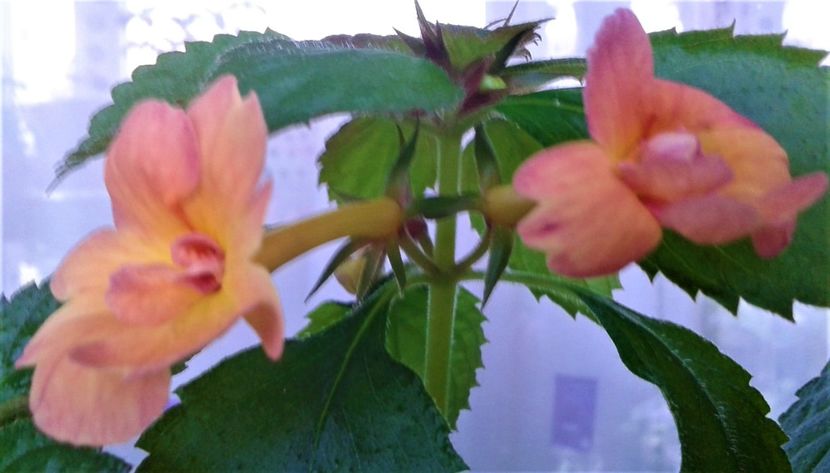  - Rizomii de achimenes plantati astazi pentru anul 2022