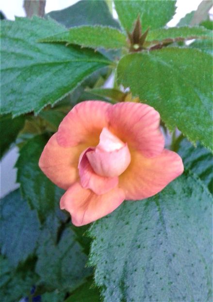  - Rizomii de achimenes plantati astazi pentru anul 2022