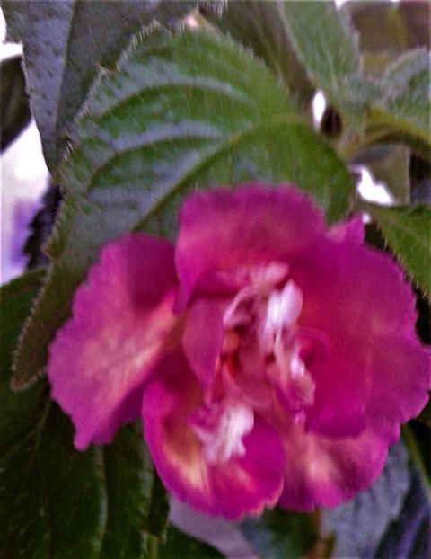  - Rizomii de achimenes plantati astazi pentru anul 2022