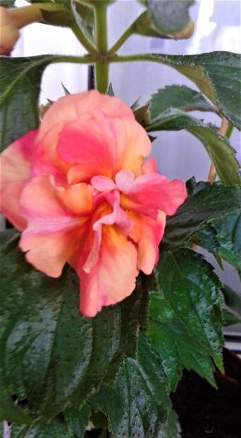  - Rizomii de achimenes plantati astazi pentru anul 2022