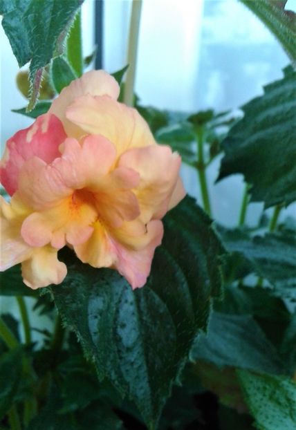  - Rizomii de achimenes plantati astazi pentru anul 2022