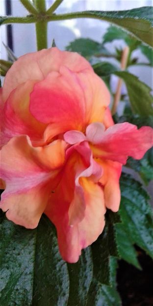  - Rizomii de achimenes plantati astazi pentru anul 2022