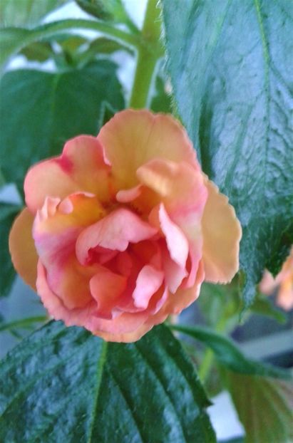  - Rizomii de achimenes plantati astazi pentru anul 2022