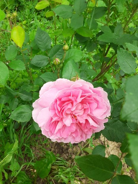  - Mai 2022 volumul 2