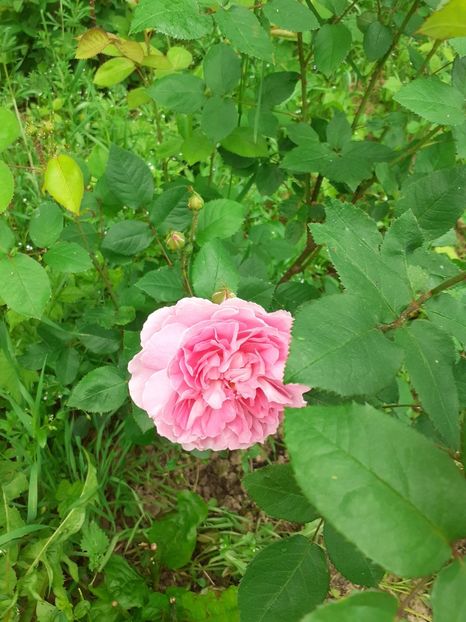  - Mai 2022 volumul 2