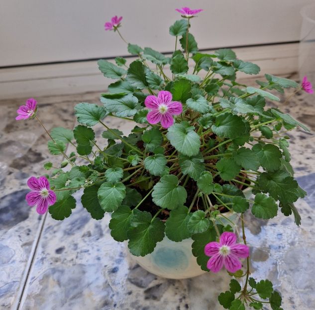  - Erodium Reichardii Charm