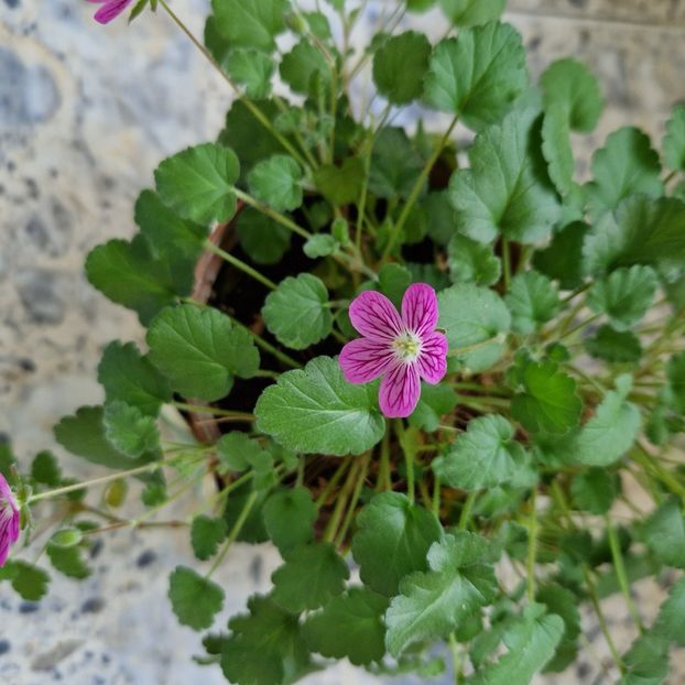  - Erodium Reichardii Charm