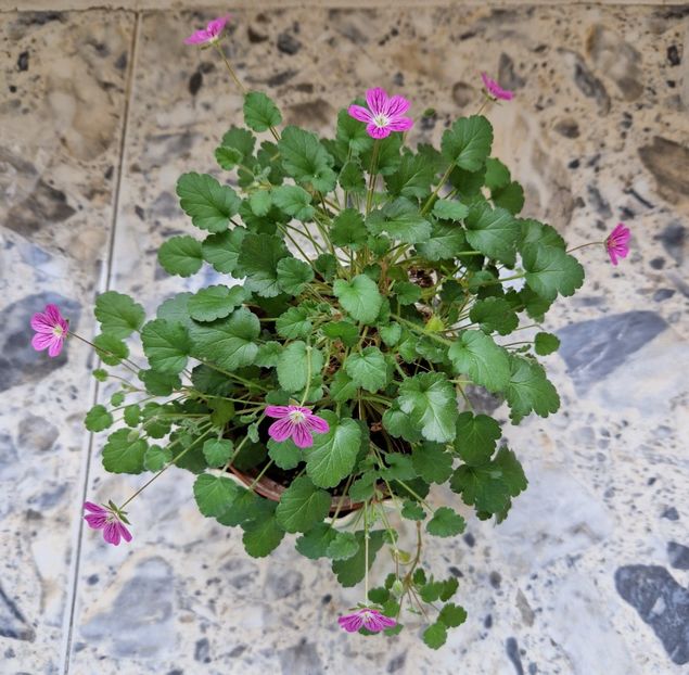  - Erodium Reichardii Charm