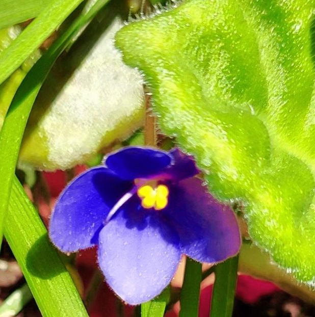 VideoCapture_20220515-174243 - 2022 - Violete - Oxalis - Kalanchoe