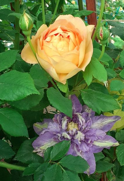  - Lady of Shallot 2021_ 2022