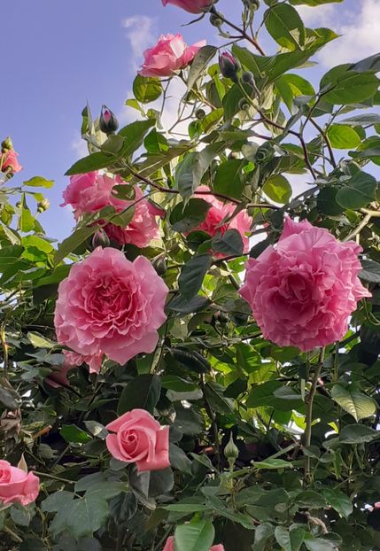  - Heillige Elisabeth 2022