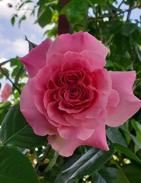  - Heillige Elisabeth 2022