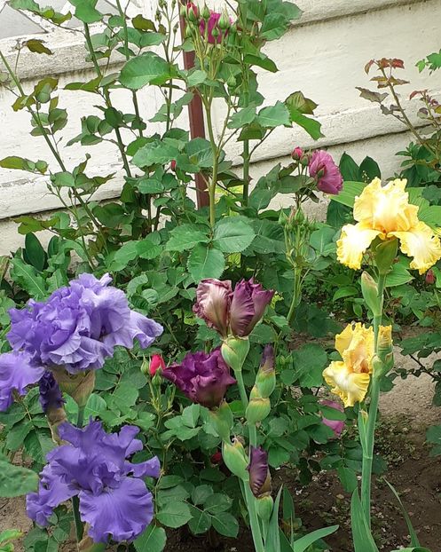  - MAI - luna lui FLORAR