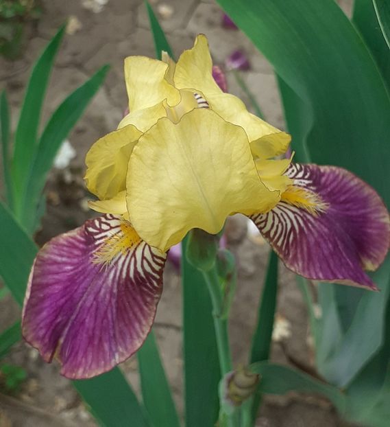  - MAI - luna lui FLORAR