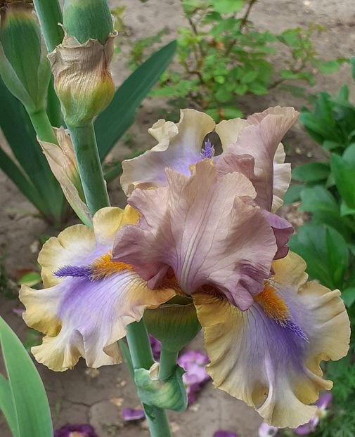  - MAI - luna lui FLORAR