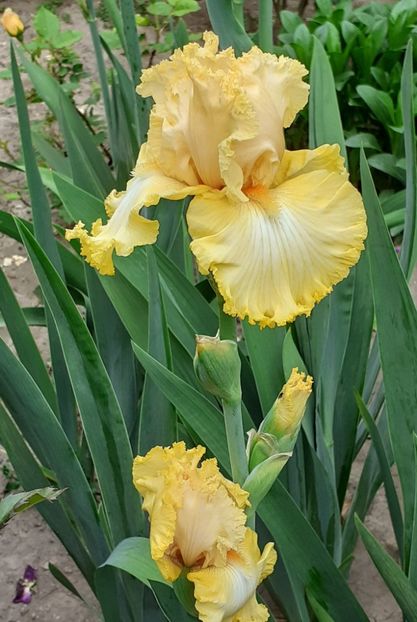  - MAI - luna lui FLORAR