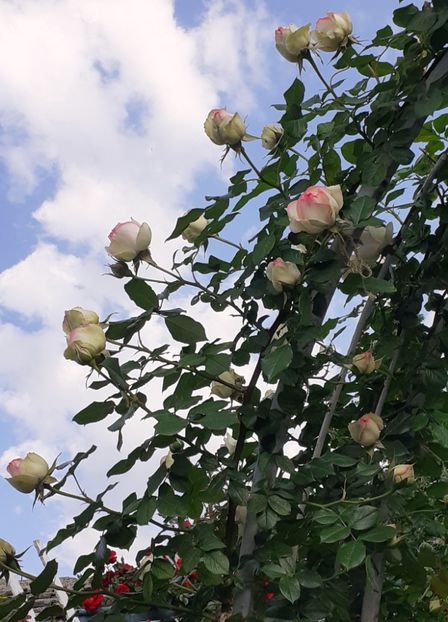 Boboceii lui Eden Rose - MAI - luna lui FLORAR
