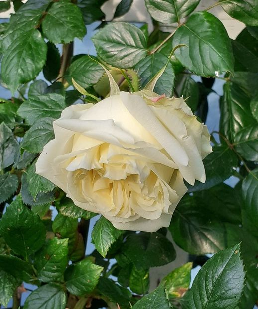  - MAI - luna lui FLORAR