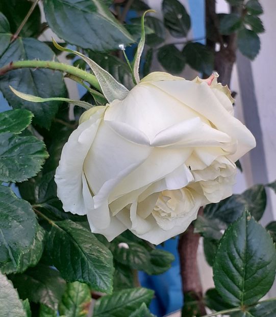  - MAI - luna lui FLORAR