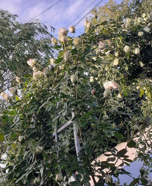  - MAI - luna lui FLORAR