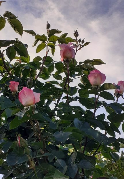  - MAI - luna lui FLORAR