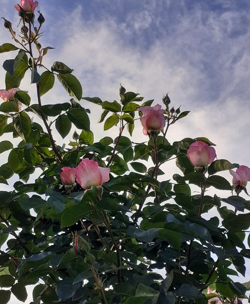  - MAI - luna lui FLORAR