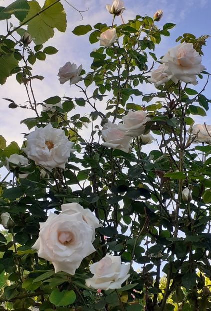  - MAI - luna lui FLORAR