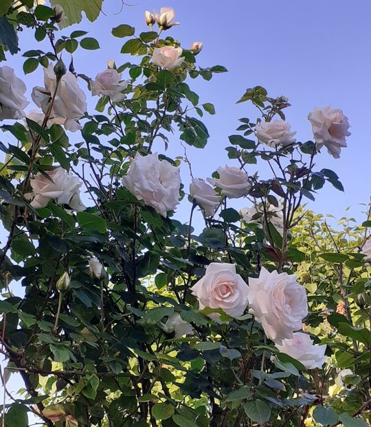  - MAI - luna lui FLORAR