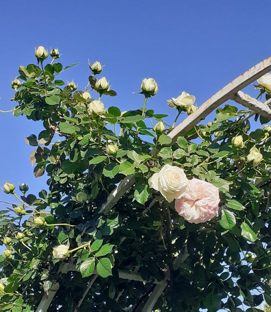  - MAI - luna lui FLORAR