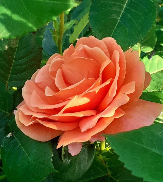  - MAI - luna lui FLORAR