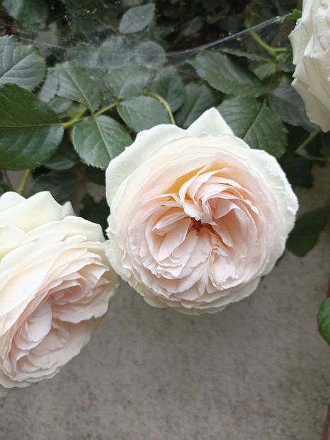 2022 - 21.05 - Palais royal